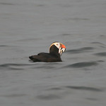 tufted puffin