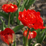 Red double tulip