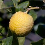 limone