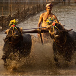 Kambala