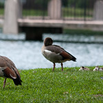 Egyptian Geese