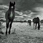 twilight serenade (EXPLORED)