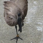 Hammerkop