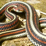 Whats a san francisco garter snake?