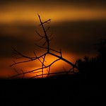 Martha's Vine is ready for publication!