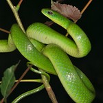 Snake. Non-venomous. Greater Green Snake 翠青蛇 Cyclophiops major Colubridae.
