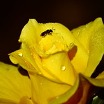 Landed In the 'Dew Zone'!