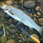 The legendary trout from Ivalojoki (2005)