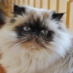 Well-Trained Humans Are Lots of Fun!