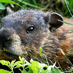 Ground Hog in the Park
