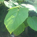 Indian bean tree - catalpa bignonioides