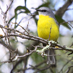 Eastern Yellow Robin