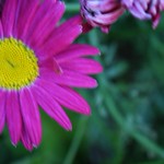 Gerbera Daisies 12