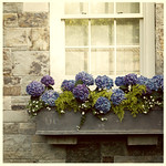 Window Box