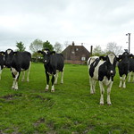 Staring cows