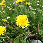 Dandelions