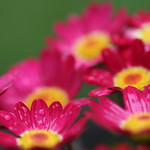 Pretty pink flowers from summer 2016