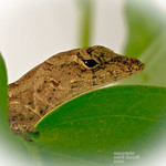 Tiny guest for the winter