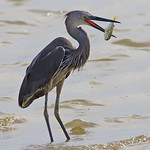 Great-billed Heron (Ardea sumatrana) @ SBWR_20100418_0233