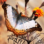 Cruiser butterfly in Winter