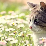 Yes, I love daisies!!!