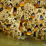 Bleeding Tooth Fungus