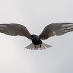 Black Tern