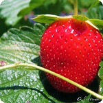 Strawberry fields forever...