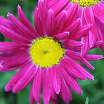 Gerbera Daisies 21