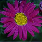 Gerbera Daisies 13