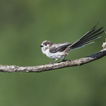 Codibugnolo - Aegithalos caudatus