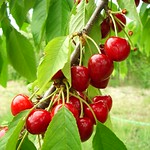 CHERRIES