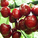 CHERRIES