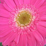 Barberton Daisy (Gerbera)