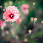 The poppy opens her scarlet purse of dreams~