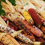 Indian Corn