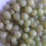 gooseberries