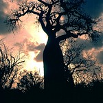 Morondava (Madagascar), anno 1994 - Viale dei baobab (Photoscan)