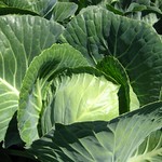 cabbage