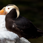 Tufted puffin