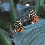 Tiger Longwing butterflies