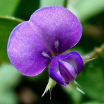 Dimethyltryptamine Roots. Desmodium triflorum, Gunung Lang, Ipoh, Perak, Malaysia