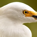 The Early Bird Special