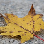 Fall Leaf