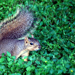 Squirrel