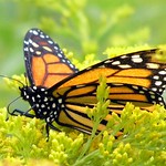 Male Monarch Butterfly Into Goldenrod 007 - Danaus Plexippus
