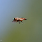 Horse Fly (tabano) in flight