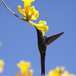S&eacute;rie com o Beija-flor Tesoura (Eupetomena macroura) e o Ip&ecirc;-amarelo (Tabebuia [chrysotricha or ochracea]) - Series with the Swallow-tailed Hummingbird and the Ip&ecirc;, Poui, trumpet tree or Pau D'arco - 01-08-2010 - IMG_5034