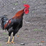 Crowing Rooster