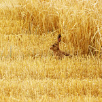 Harvest hare